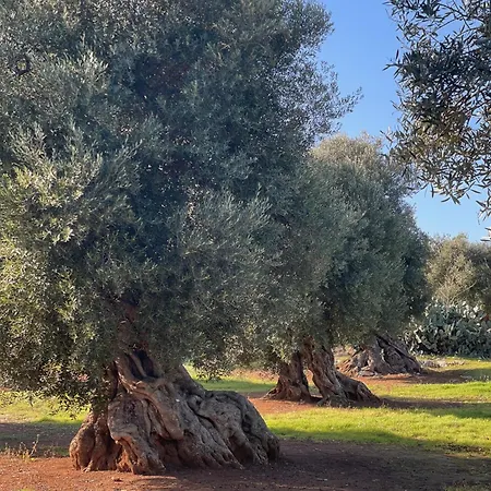 Masseria Rienzo オストゥーニ