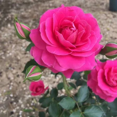 Masseria Rienzo Alloggio per agriturismo *