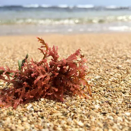 Masseria Rienzo Gospodarstwo agroturystyczne Ostuni