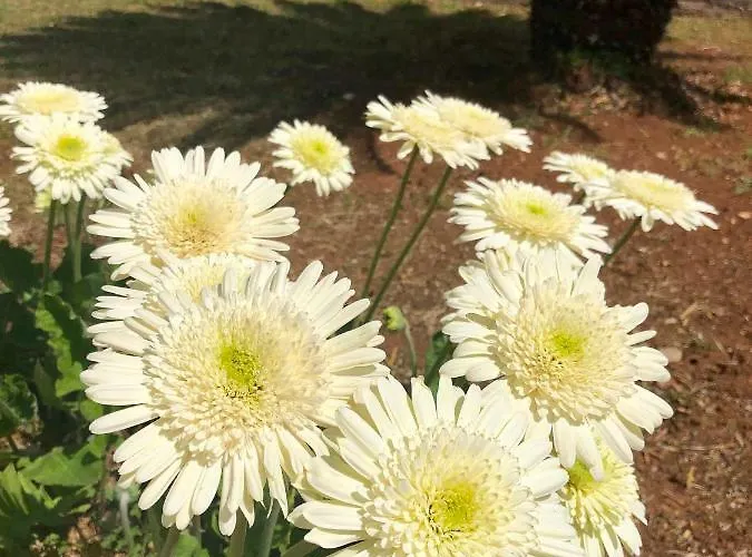 Masseria Rienzo * Ostuni