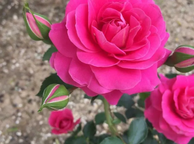 Masseria Rienzo Farm stay *